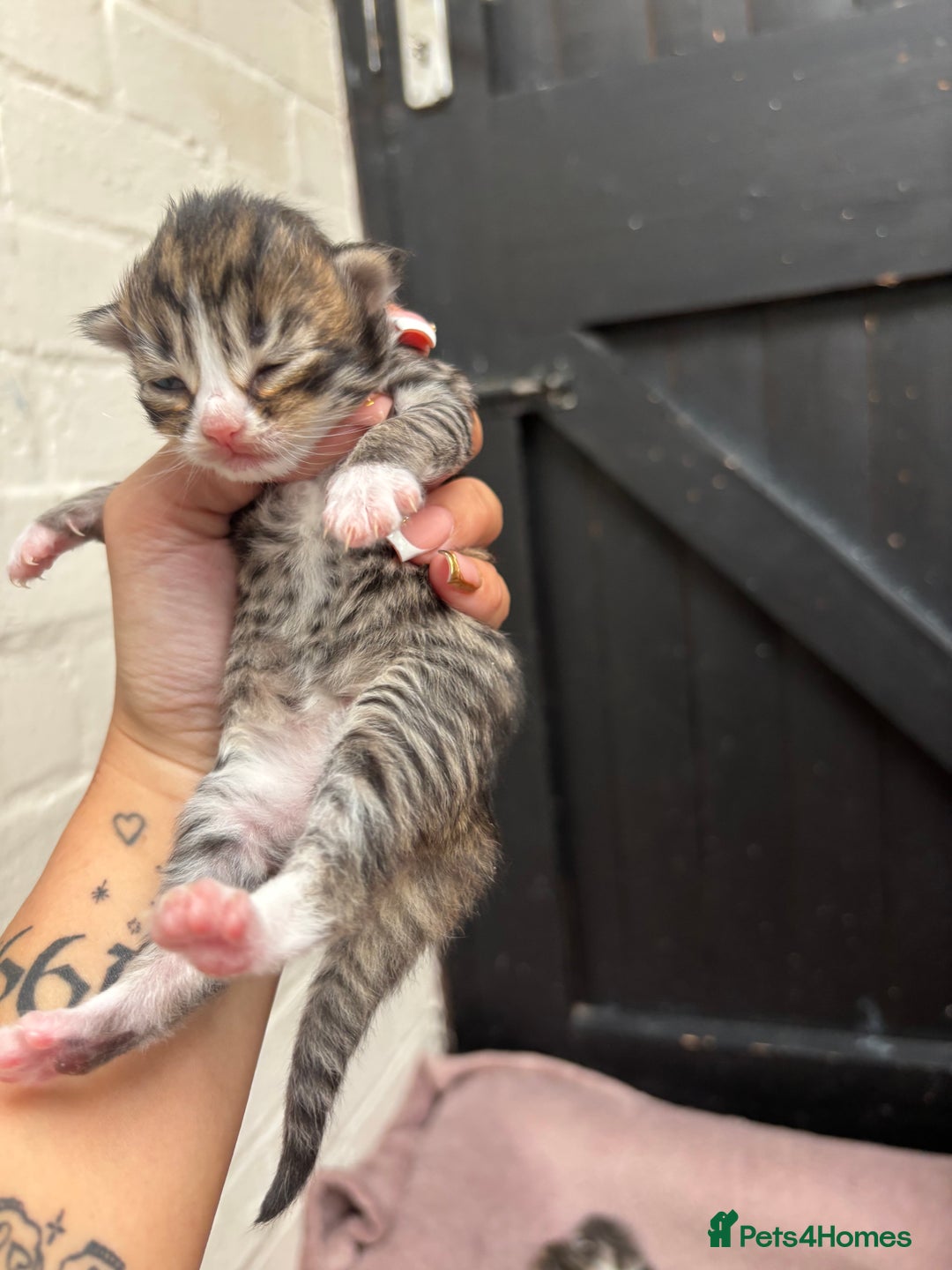 Mixed Breed cats for sale: Kittens  - Image 7