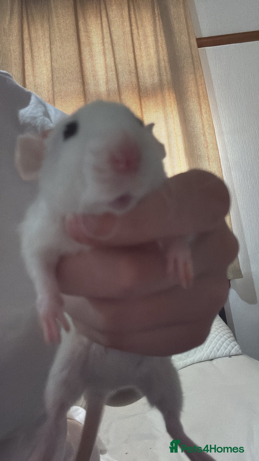 Rat rodents for sale: 2 dumbo Rex rats and one normal dumbo rat - Image 3