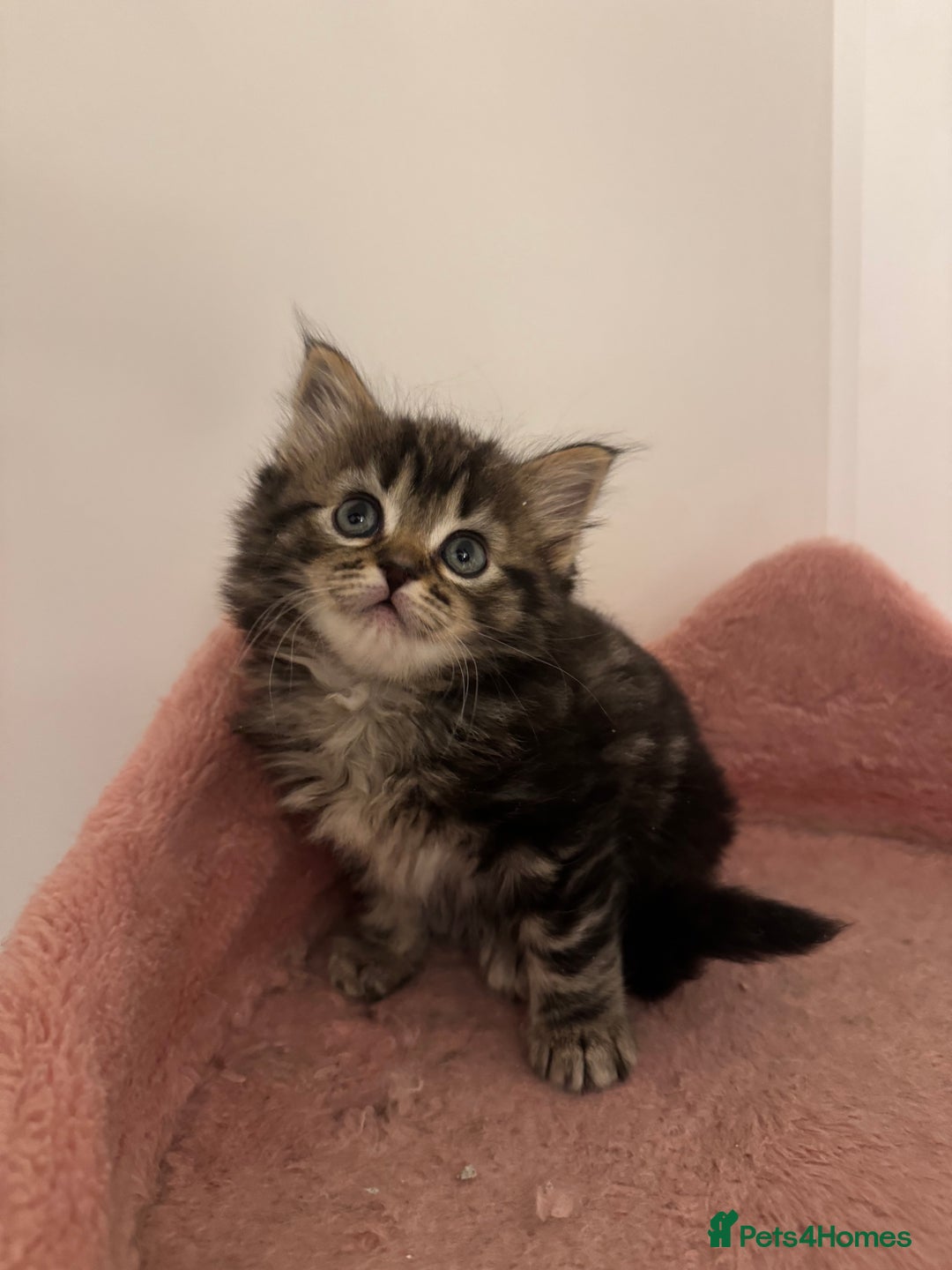 Ragdoll cats for sale: 5 beautiful kittens, 3/4 ragdoll 1/4 tabby - Advert 12