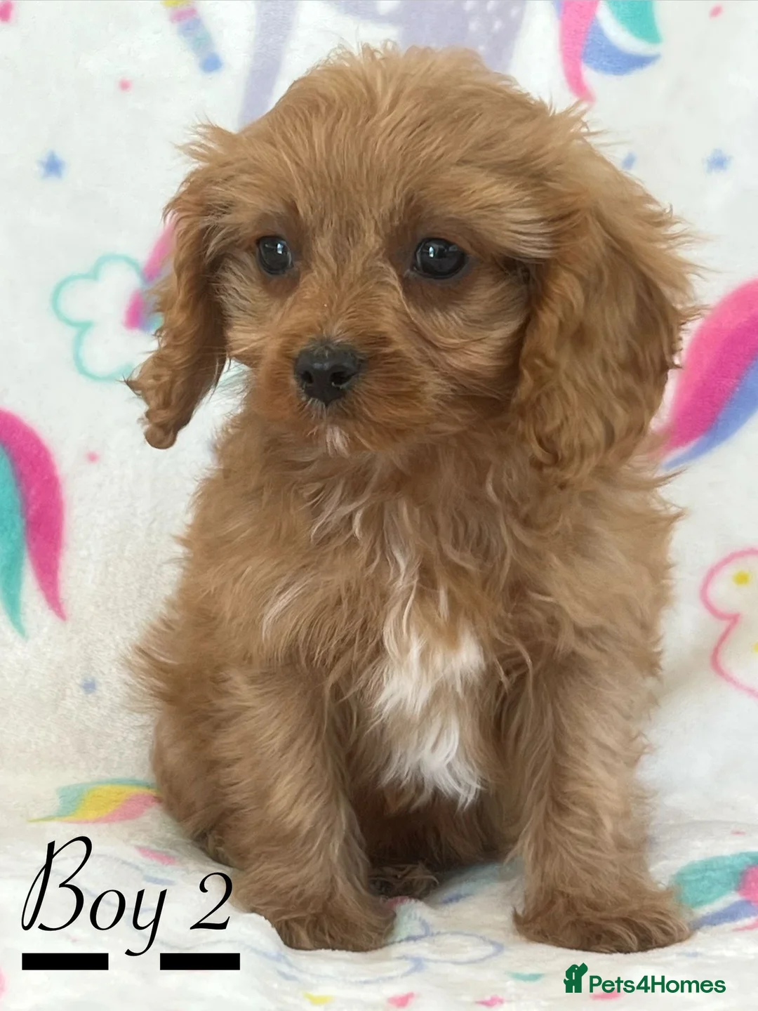 Cavapoo dogs for sale: F1 Cavapoo puppies !!! - Advert 3