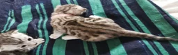 Bengal cats for sale: Beautiful Bengal Kittens - Advert 3