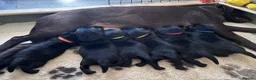 Labrador Retriever dogs for sale: KC Pedigree Labrador Puppies READ DESC. RE PRICING in Pontypool - Advert 13