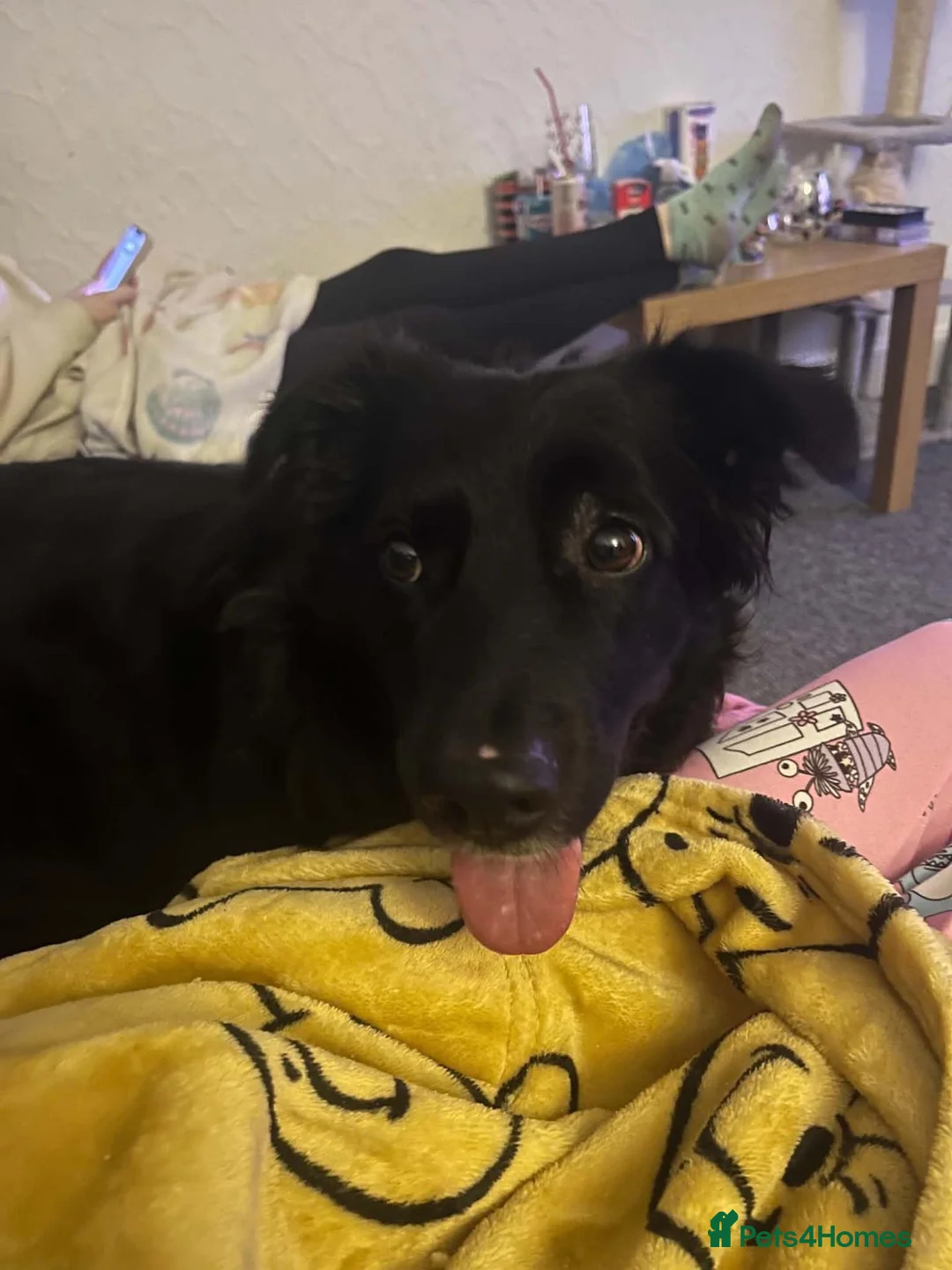 Mixed Breed dogs for adoption: DELILAH’S PERFECT DAY?  in Edinburgh - Advert 2