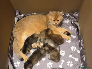 Scottish Fold cats Scottish Fold Kittens - Advert 1