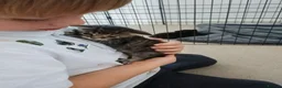 Mixed Breed cats for sale: Cuddly Tabby almost ready to leave - Advert 12