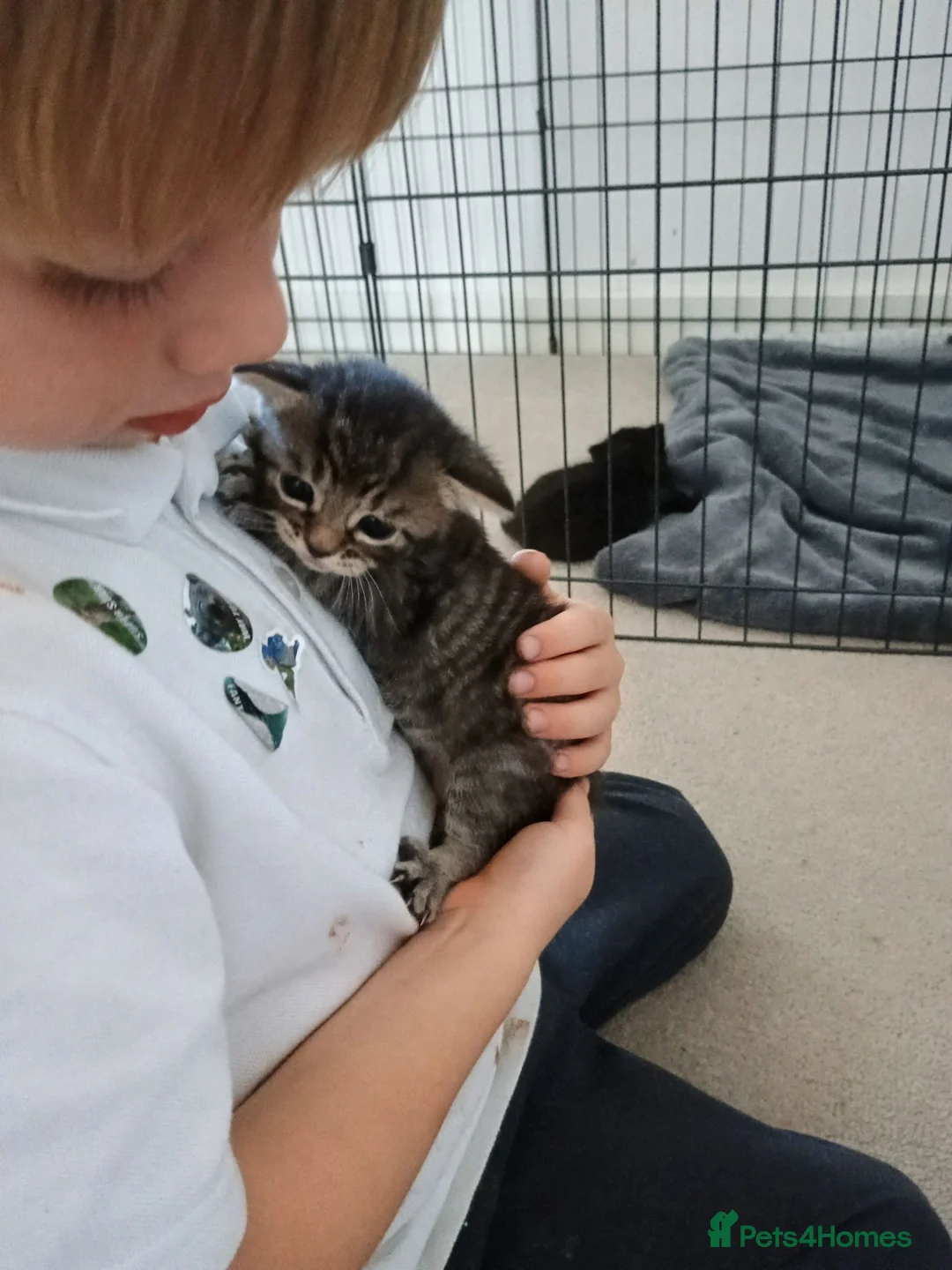 Mixed Breed cats for sale: Cuddly Tabby almost ready to leave - Advert 12