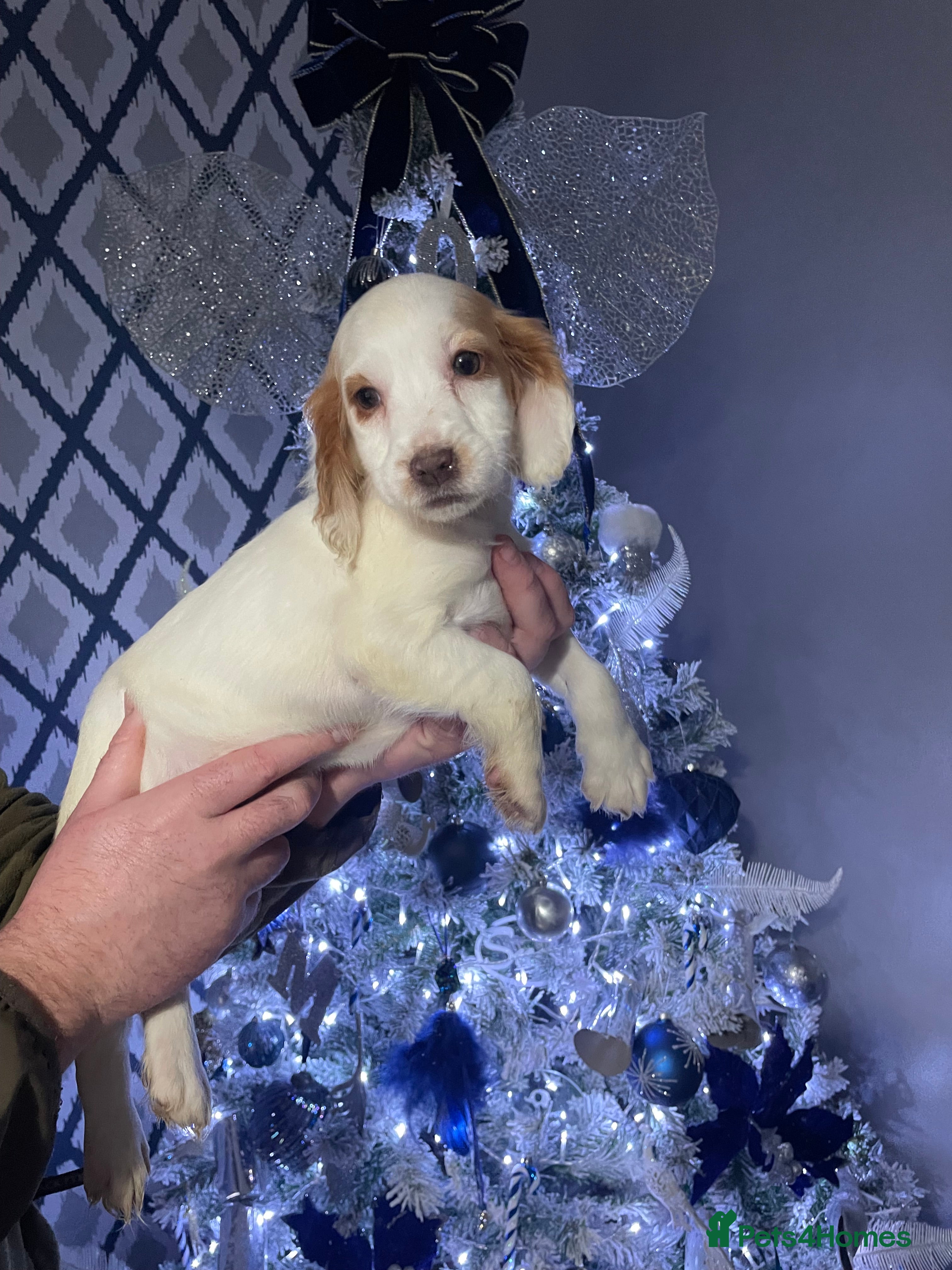 Cocker Spaniel dogs Stunning cocker spaniels puppies - Advert 10