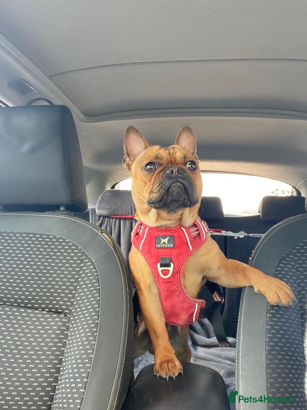 French Bulldog dogs for sale: Rare KC French bulldogs - champion lines  - Image 14