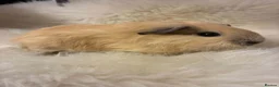 Guinea Pig rodents for sale: Baby Guinea pigs in Bristol - Advert 3