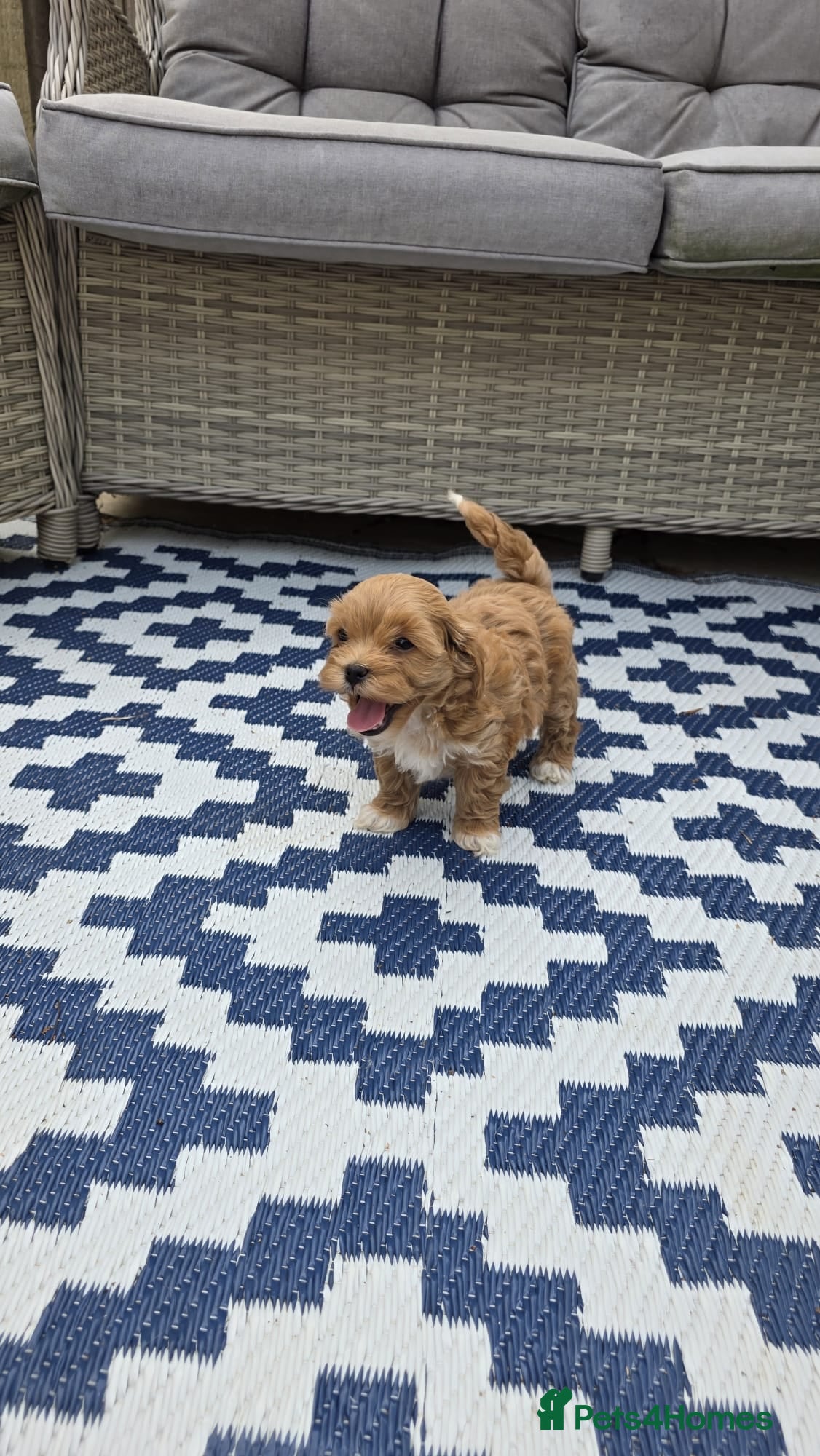 Maltipoo dogs  Adorable Tiny Toy Maltipoo puppies 🐶 - Advert 11