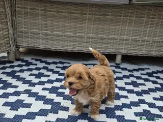 Maltipoo dogs Adorable Tiny Toy Maltipoo puppies 🐶 - Advert 11