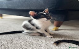 Domestic Shorthair cats for sale: Kittens - Image 4