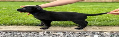 Dark Blue Puppy