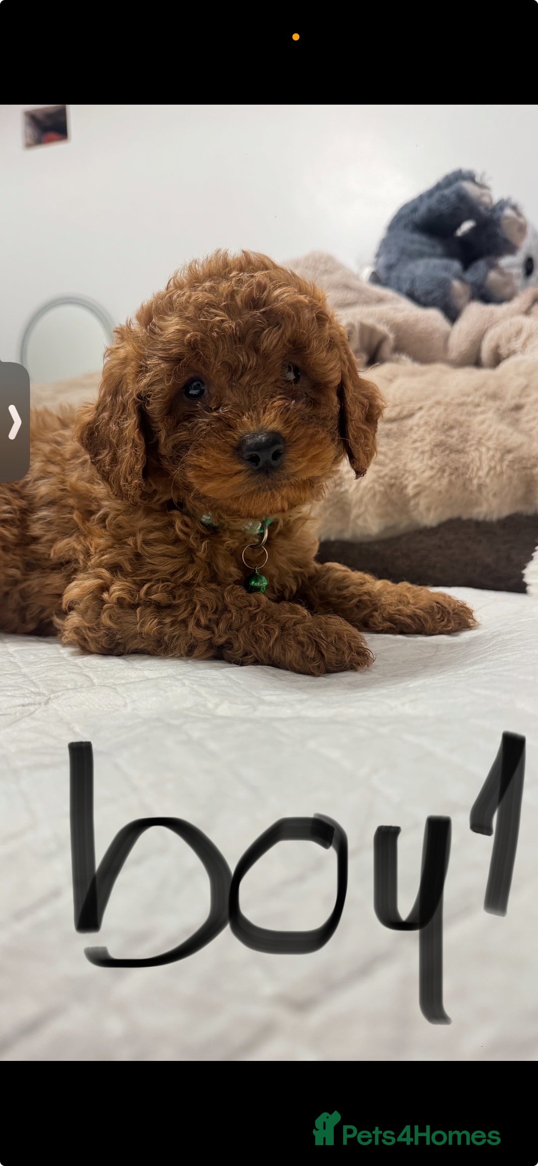 Cockapoo dogs for sale: cockapoo x toy poodle  - Advert 2