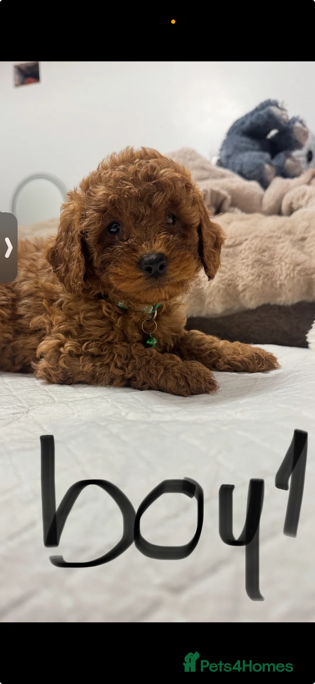 Cockapoo dogs for sale: cockapoo x miniature poodle  ready to leave - Advert 2