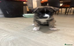 Akita dogs for sale: Gorgeous Akita puppy  - Image 3