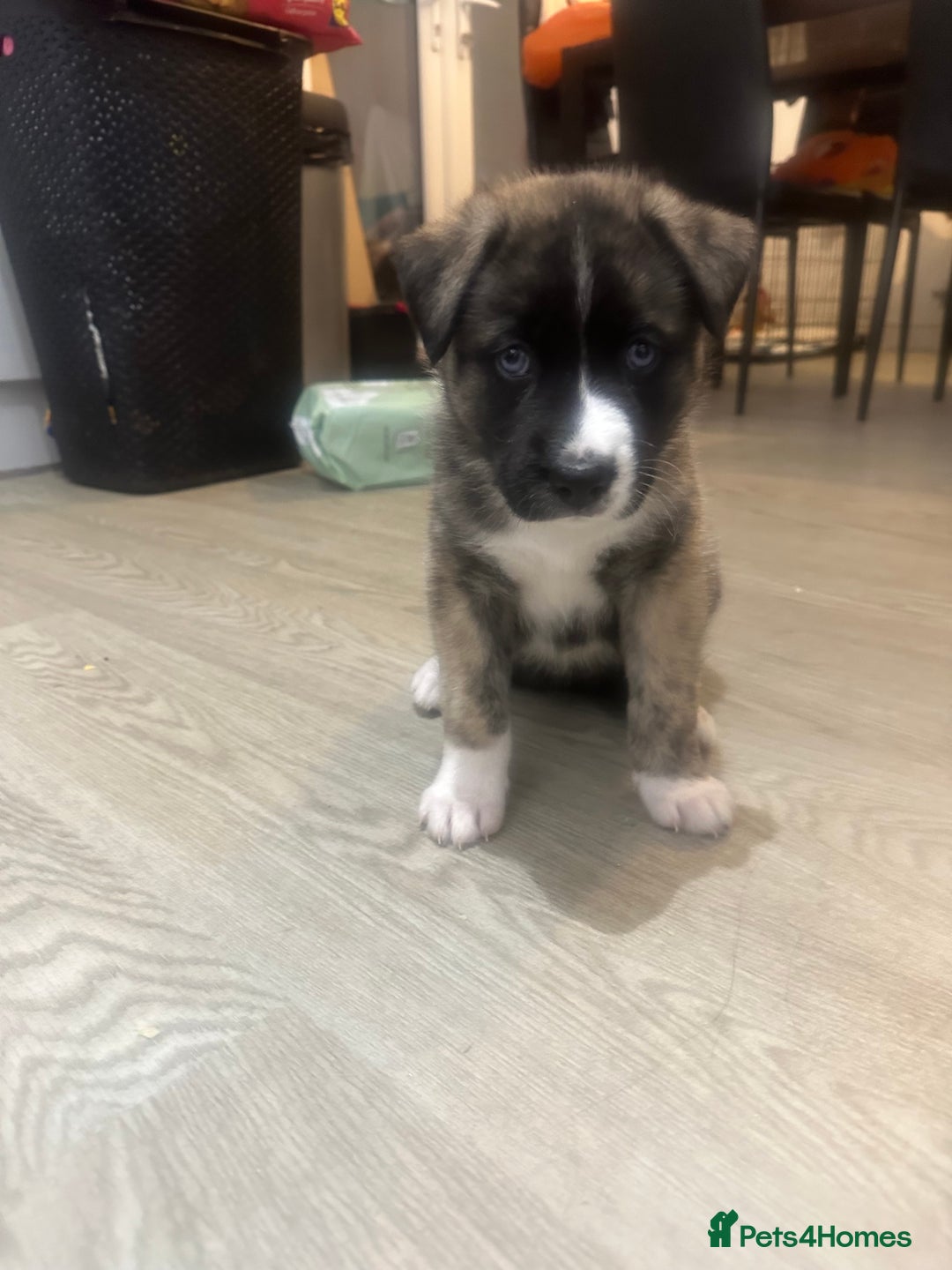 Akita dogs for sale: Gorgeous Akita puppy  - Image 3