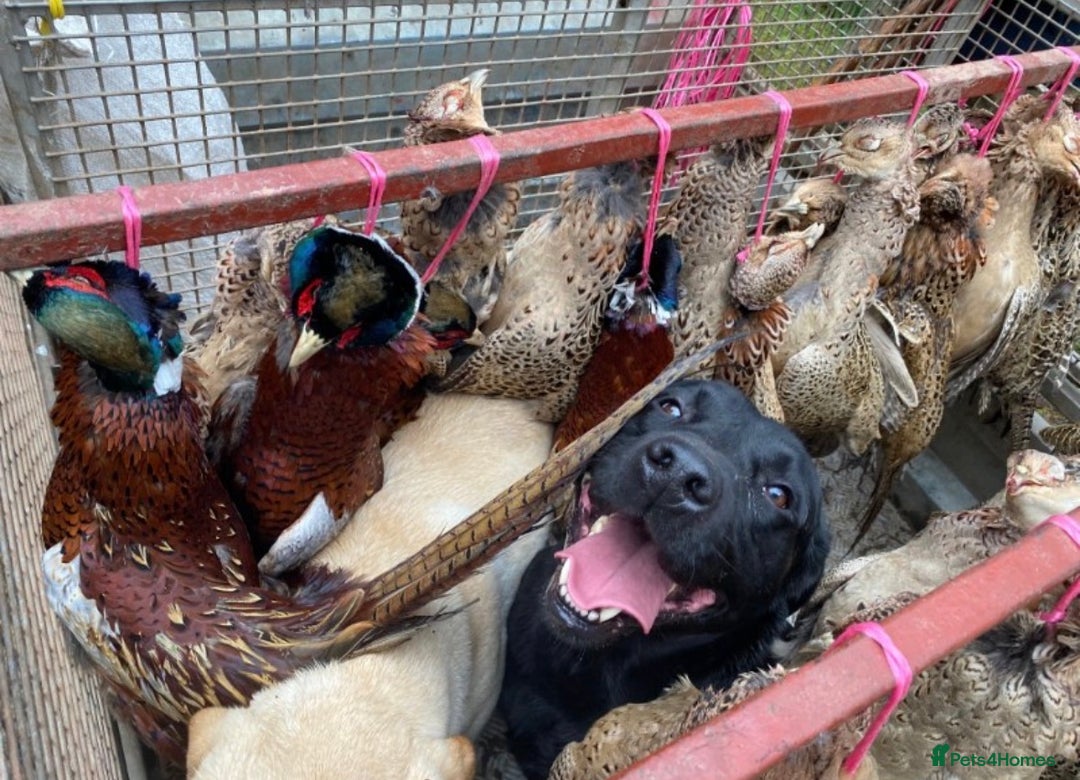 Labrador Retriever dogs for sale: Kc registered labradors due 14 February 2026 - Advert 7