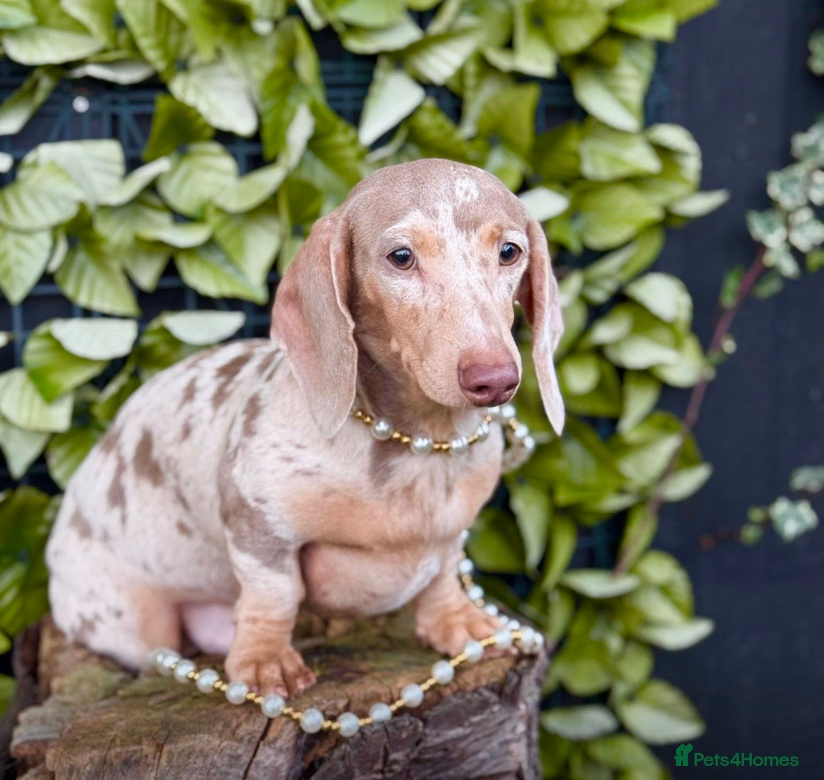 Miniature Dachshund dogs Award Winning Breeder-KC Stunning cream&lilac dapp - Advert 11