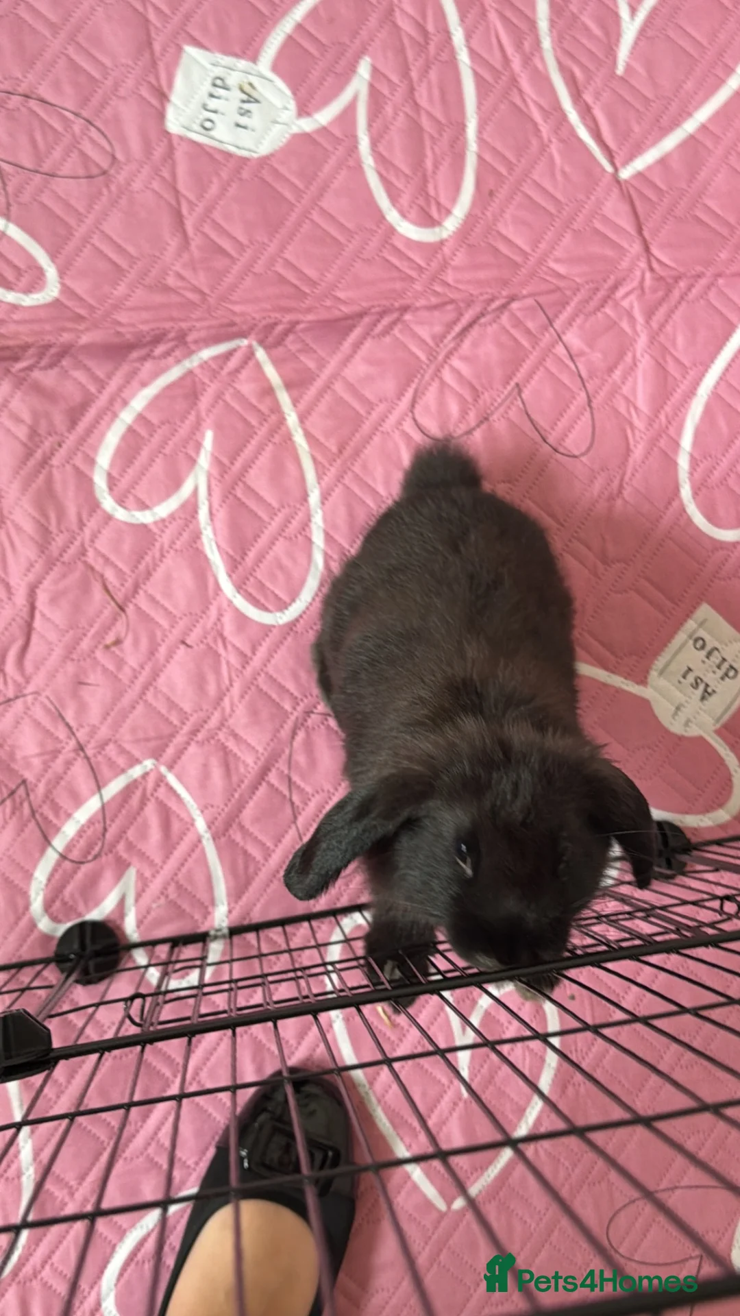 Mini Lop rabbits for sale: Mini lop in Canvey Island - Advert 1