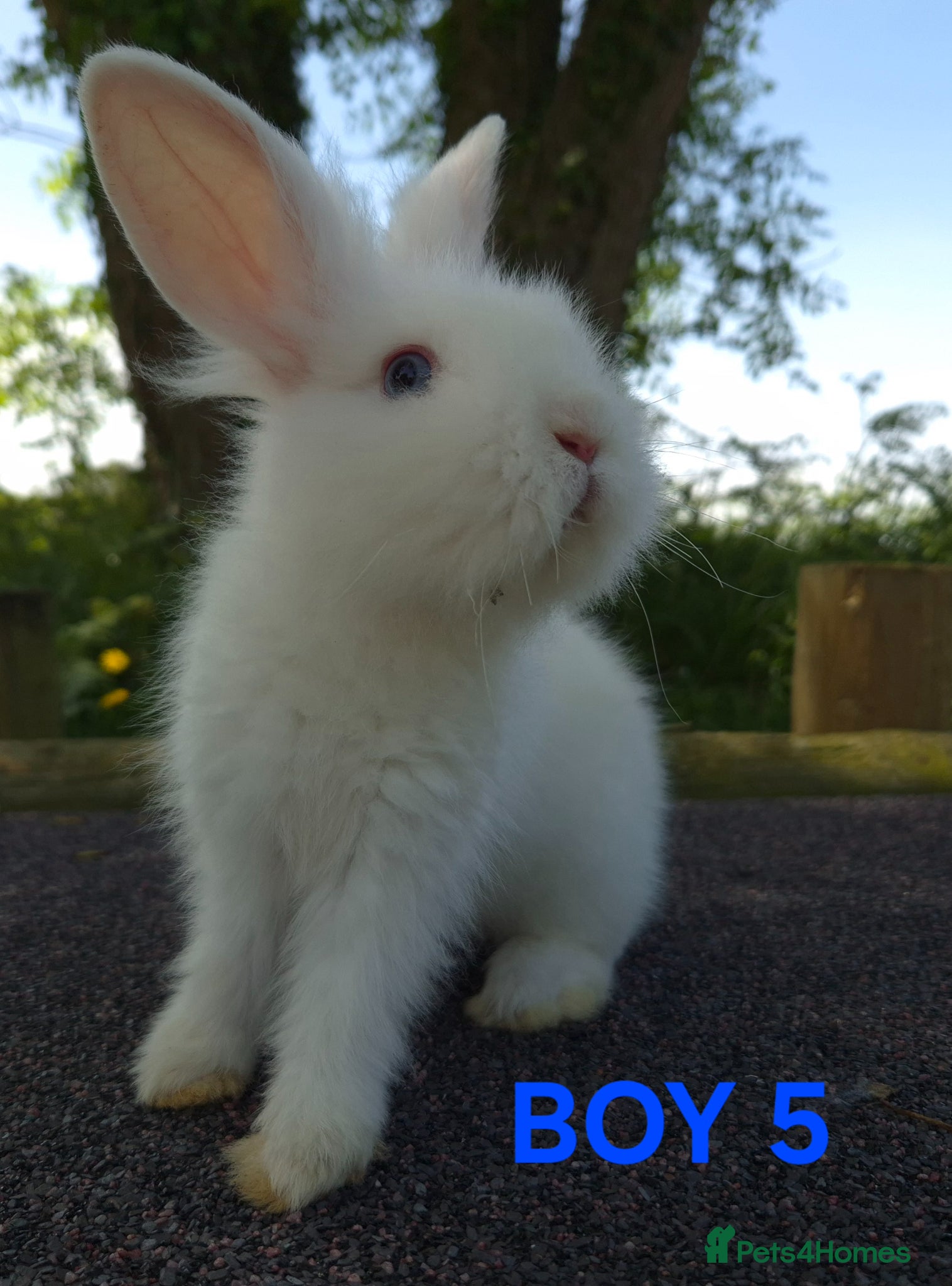 Lionhead rabbits Stunning lionheads  - Advert 1