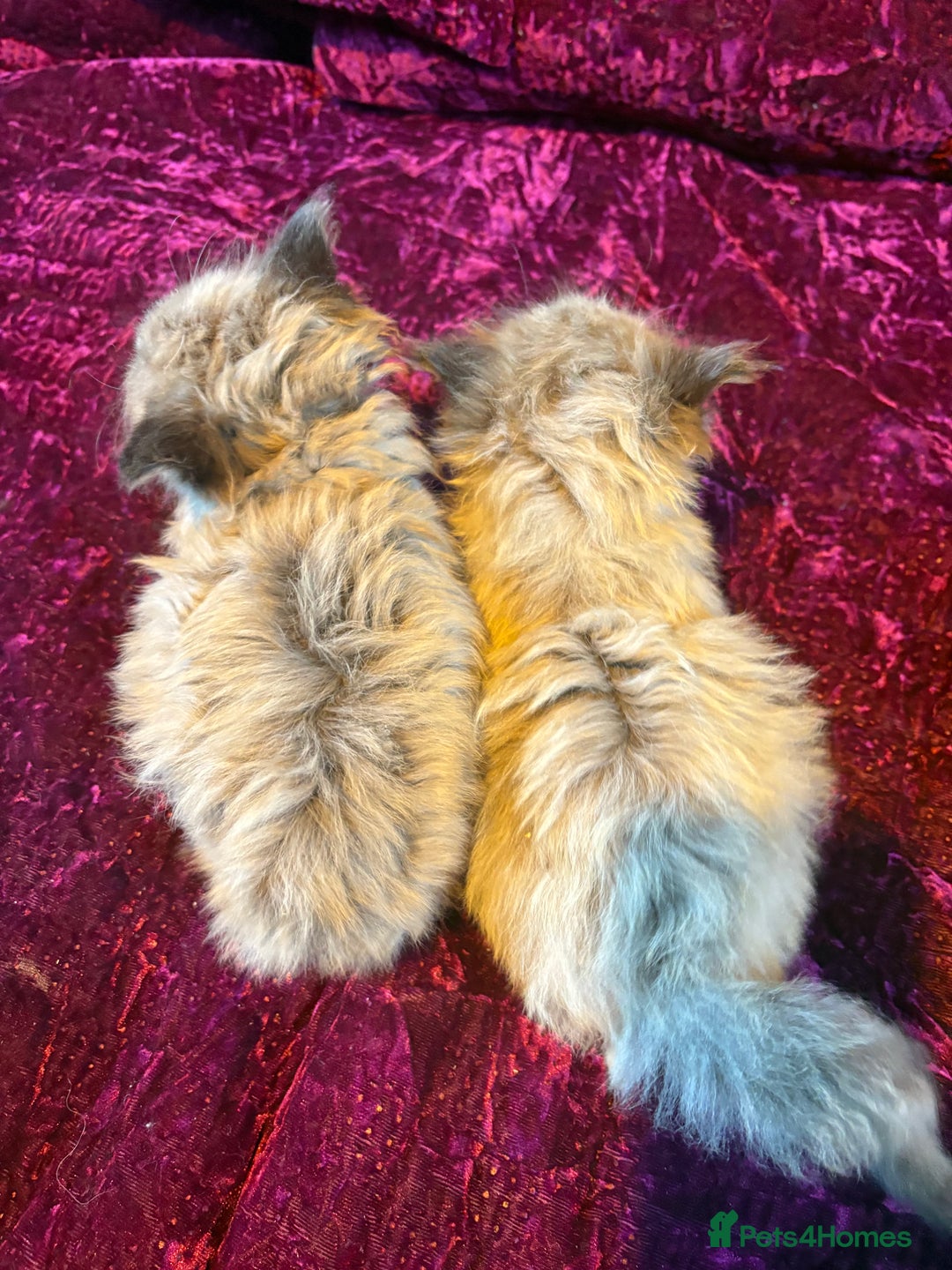 Ragdoll cats for sale: Beautiful mink ragdoll girls  - Advert 5
