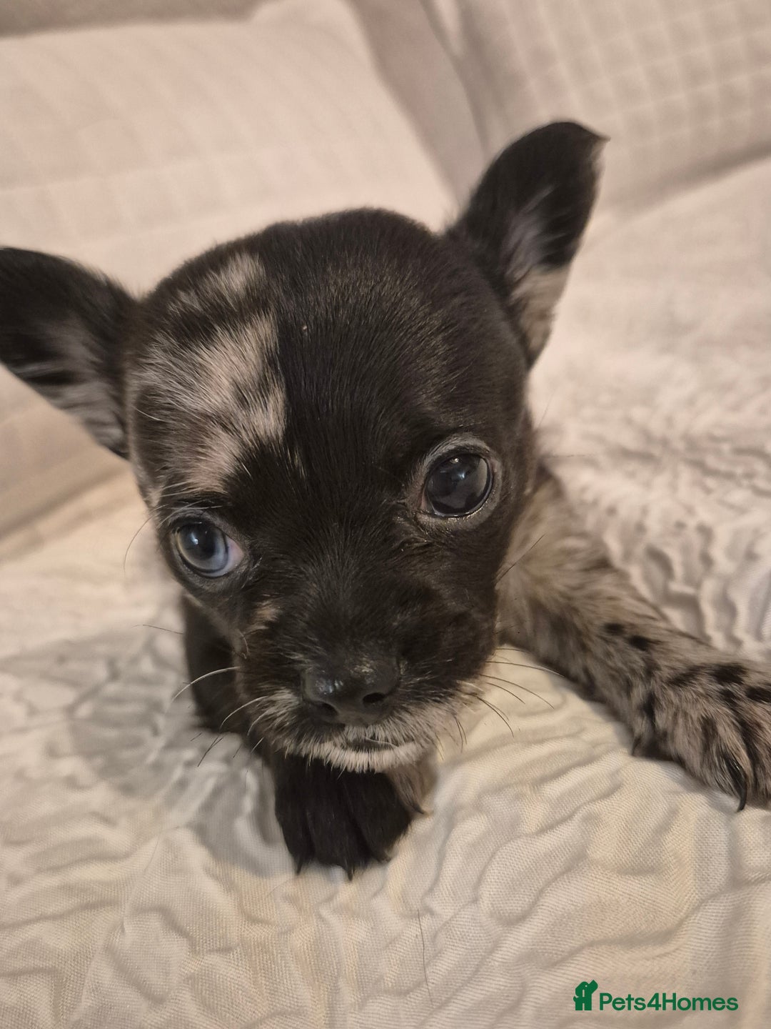 Chihuahua dogs for sale: 4 pure breed chihuahua, 2 merle  2 twins - Advert 12