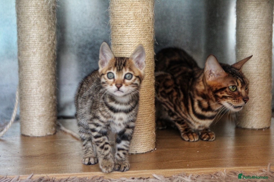 Bengal cats for sale: 🤎 WORLD CLASS BENGALS 🤎 - Advert 5