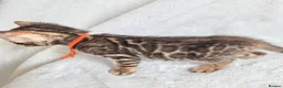 Bengal cats for sale: ⚜️Bengal kittens Tica registered ⚜️ - Advert 23