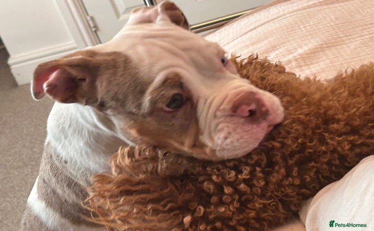 American Bulldog dogs - Advert 1