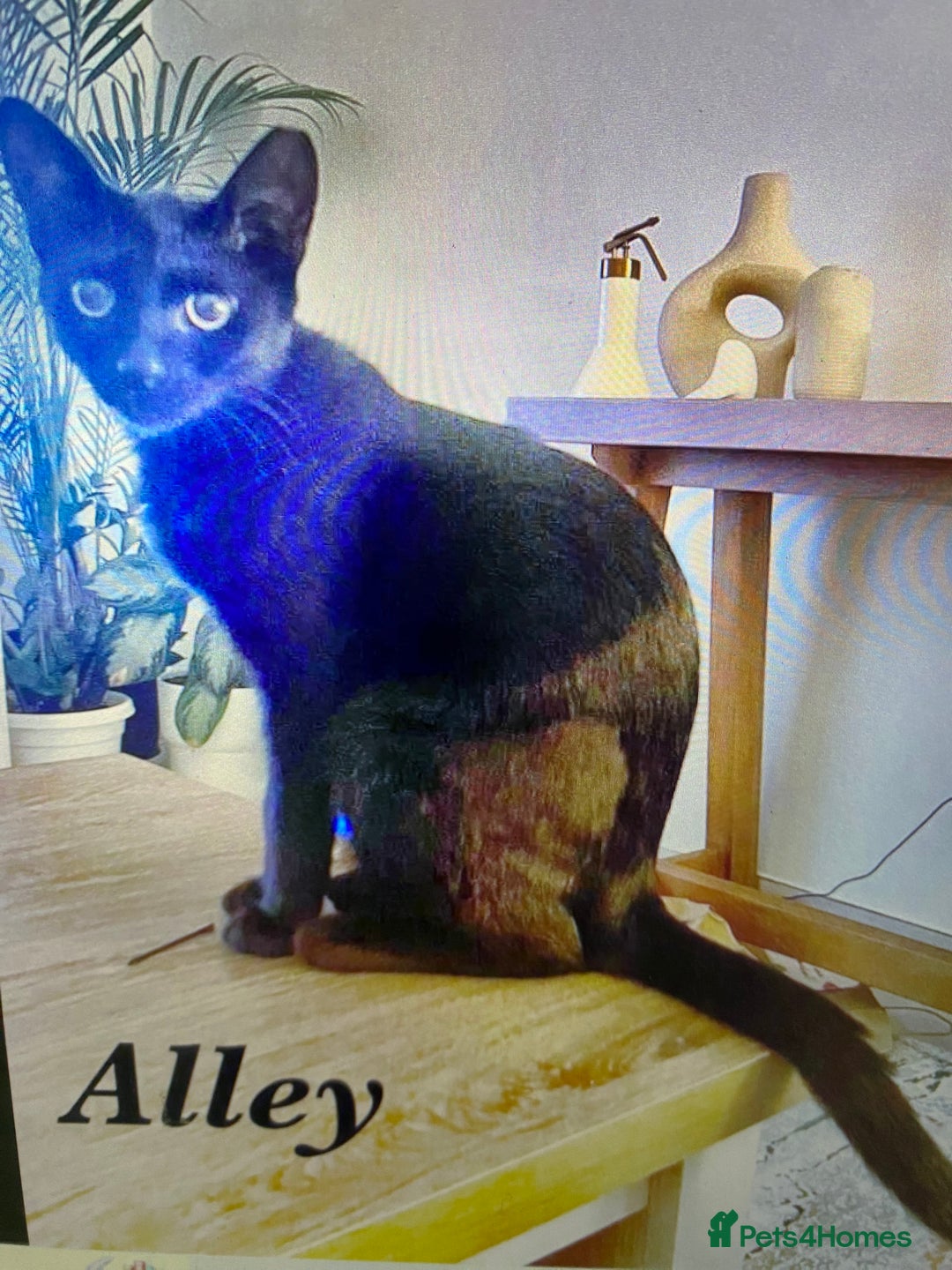 Mixed Breed cats for adoption: ALLEY -AFFECTIONATE KITTEN HAPPY WITH OTHER CAT  - Advert 1