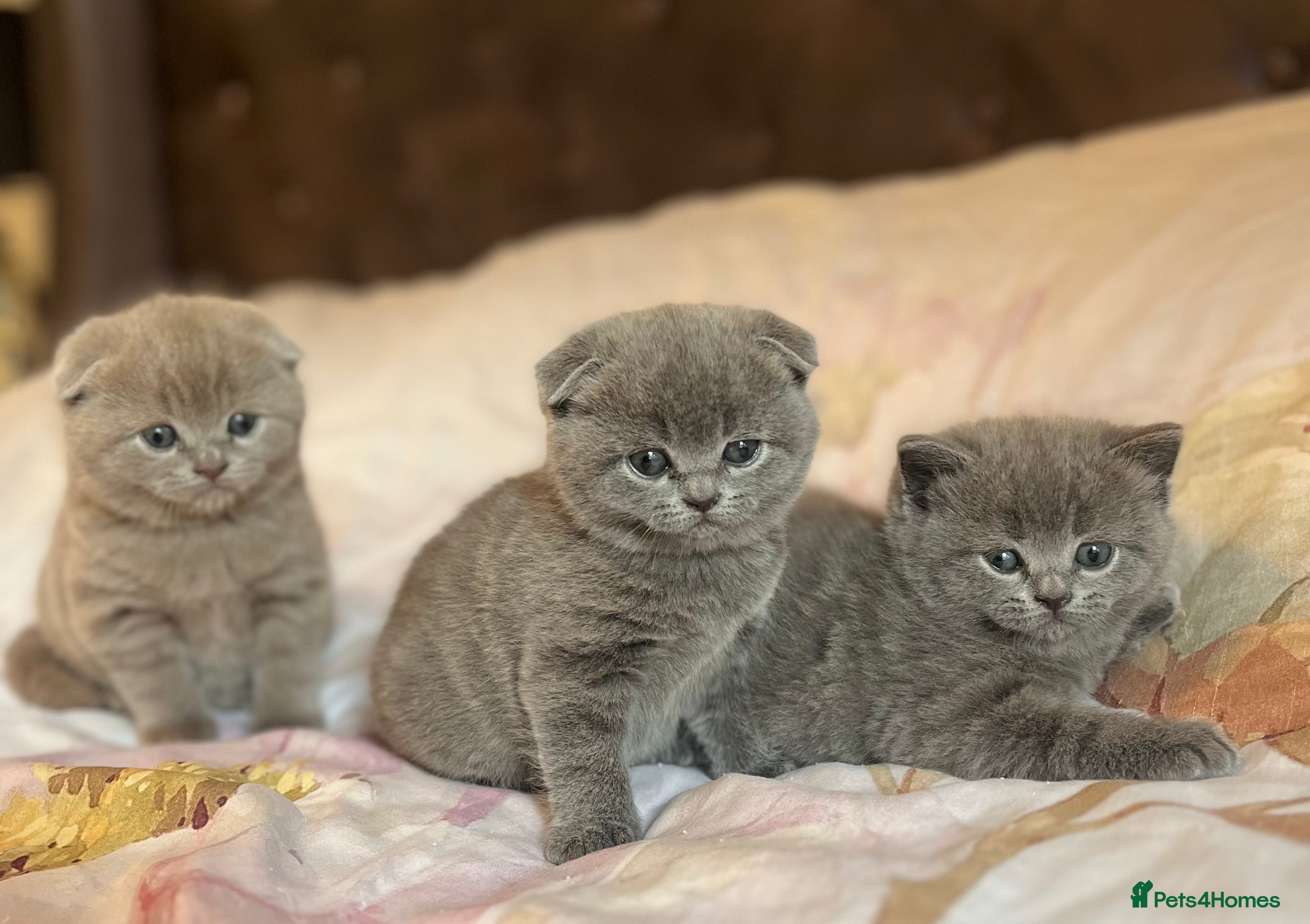 Scottish Fold cats Scottish fold/straight kittens  - Advert 1