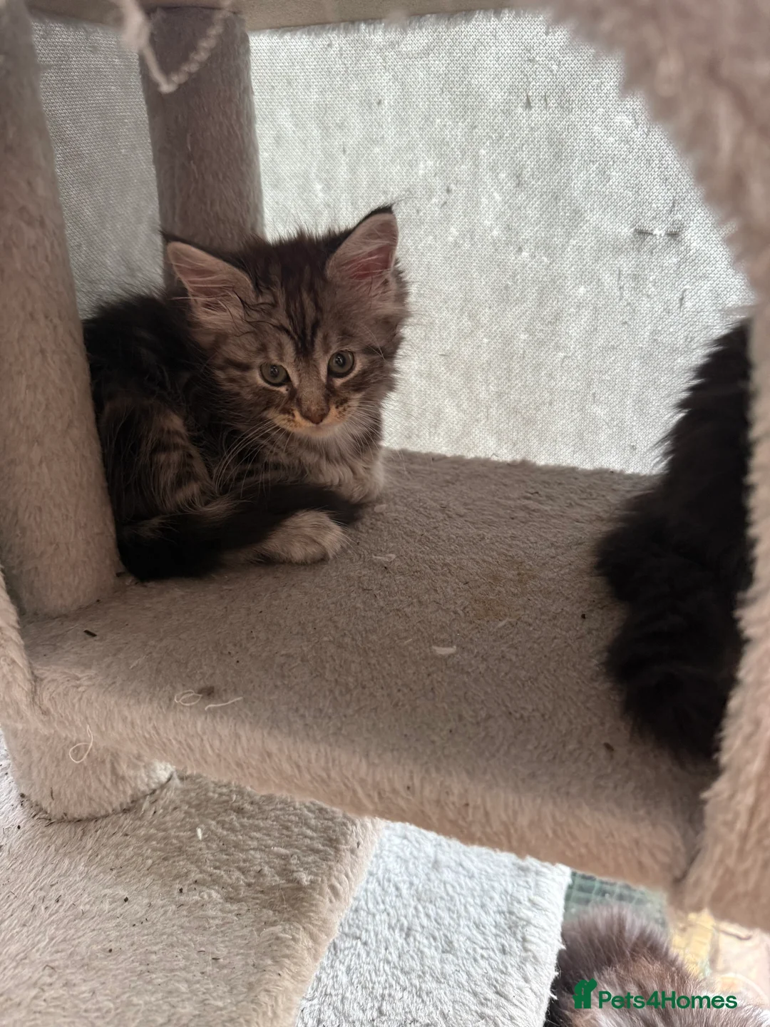 Maine Coon cats for sale: last girl and boy available - Advert 11