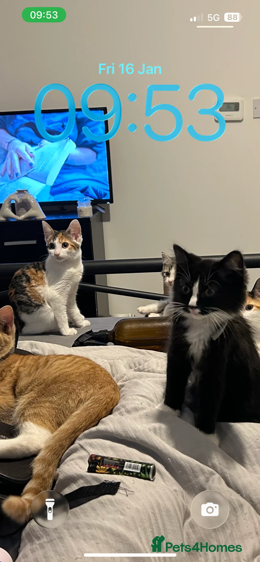 Mixed Breed cats for sale: 4 kittens under 1 needs rehoming - Advert 3