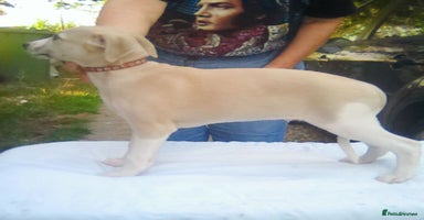Whippet dogs - Advert 7