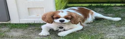 Cavalier King Charles Spaniel dogs for sale: ❤️🐾 THIS CUTIE IS LOOKING FOR HER FOREVER 🏠! 🐾 - Advert 10