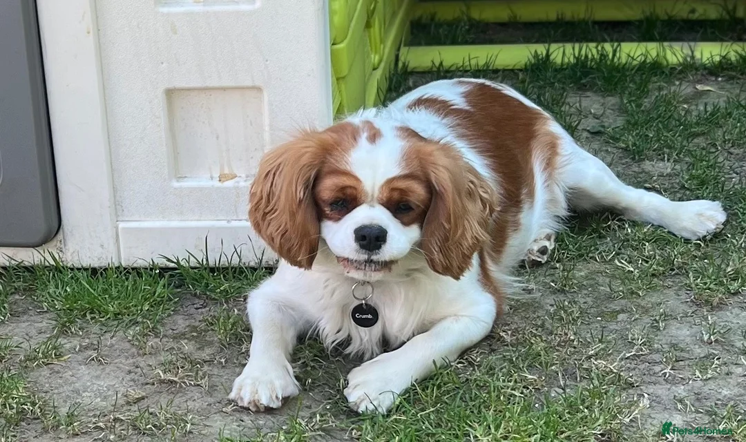 Cavalier King Charles Spaniel dogs for sale: ❤️🐾 THIS CUTIE IS LOOKING FOR HER FOREVER 🏠! 🐾 - Advert 10