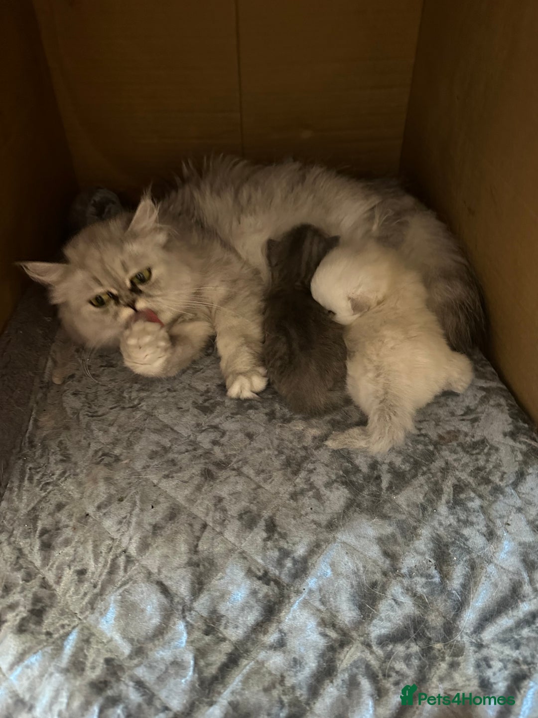 Persian cats for sale: 2 stunning pure pedigree Persian chinchilla kitten - Image 21