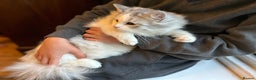 Siberian cats for sale: Pedigree Siberian boy kitten hypoallergenic ready - Advert 11