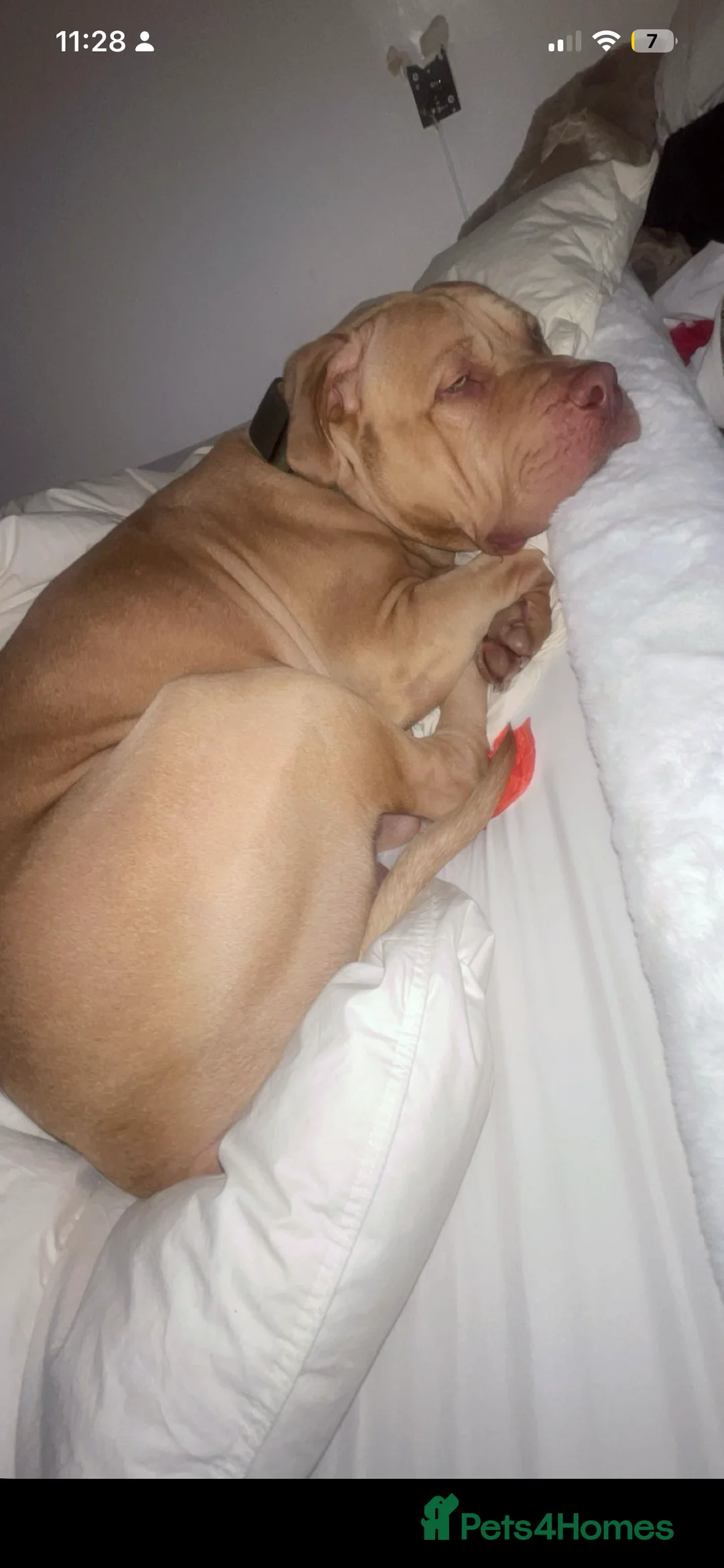 Mixed Breed dogs for sale: Green eyed boy mastiff  in Redhill - Advert 2