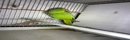 Ringnecks birds for sale: Beautiful young ringnecks for sale  in Chesterfield - Advert 7