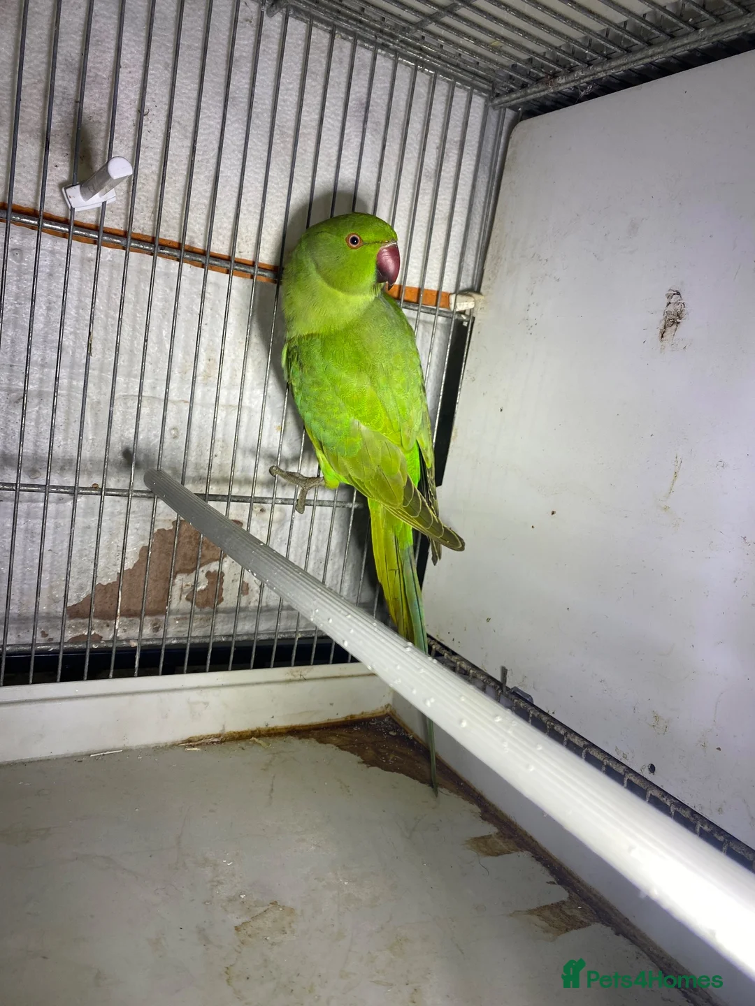 Ringnecks birds for sale: Beautiful young ringnecks for sale  in Chesterfield - Advert 7