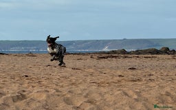 German Shorthaired Pointer dogs for stud: For Stud GSP Liver & White in Bracknell - Image 12