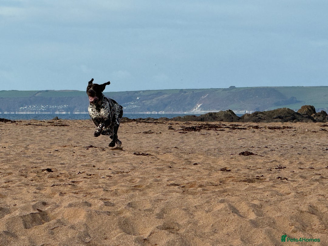 German Shorthaired Pointer dogs for stud: For Stud GSP Liver & White in Bracknell - Image 12