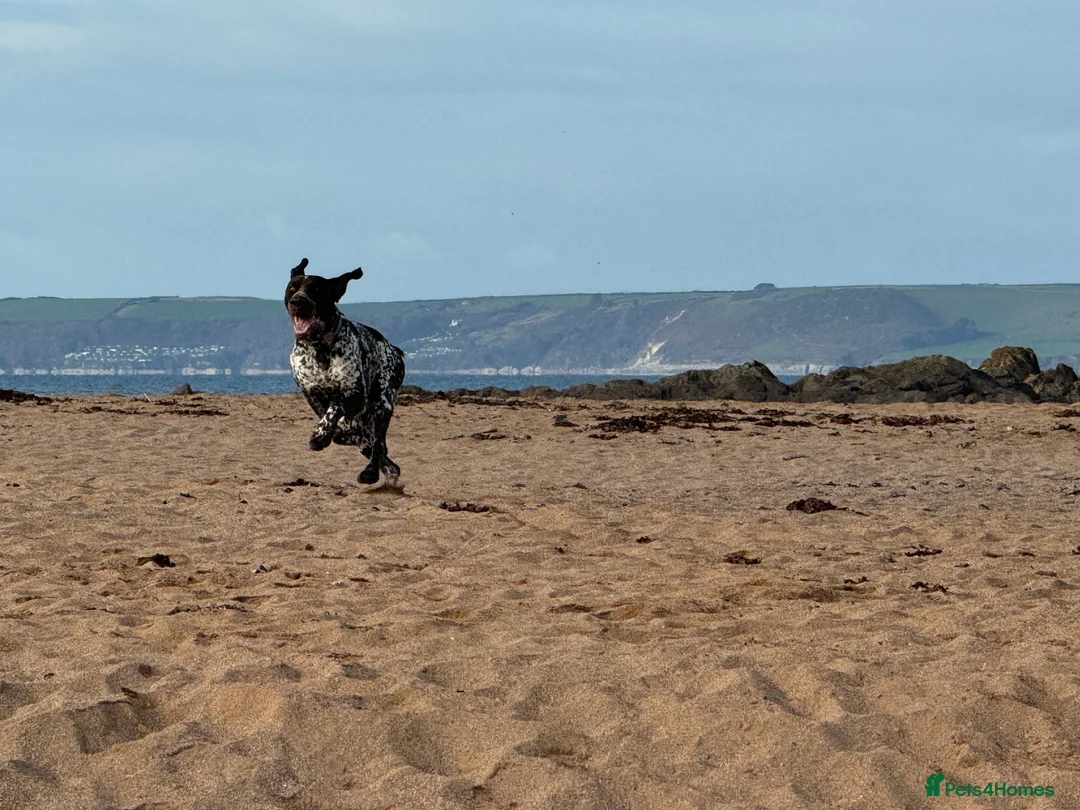 German Shorthaired Pointer dogs for stud: For Stud GSP Liver & White - Advert 2