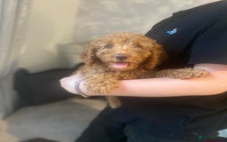Cockapoo dogs for sale: Cockapoo  - Image 7