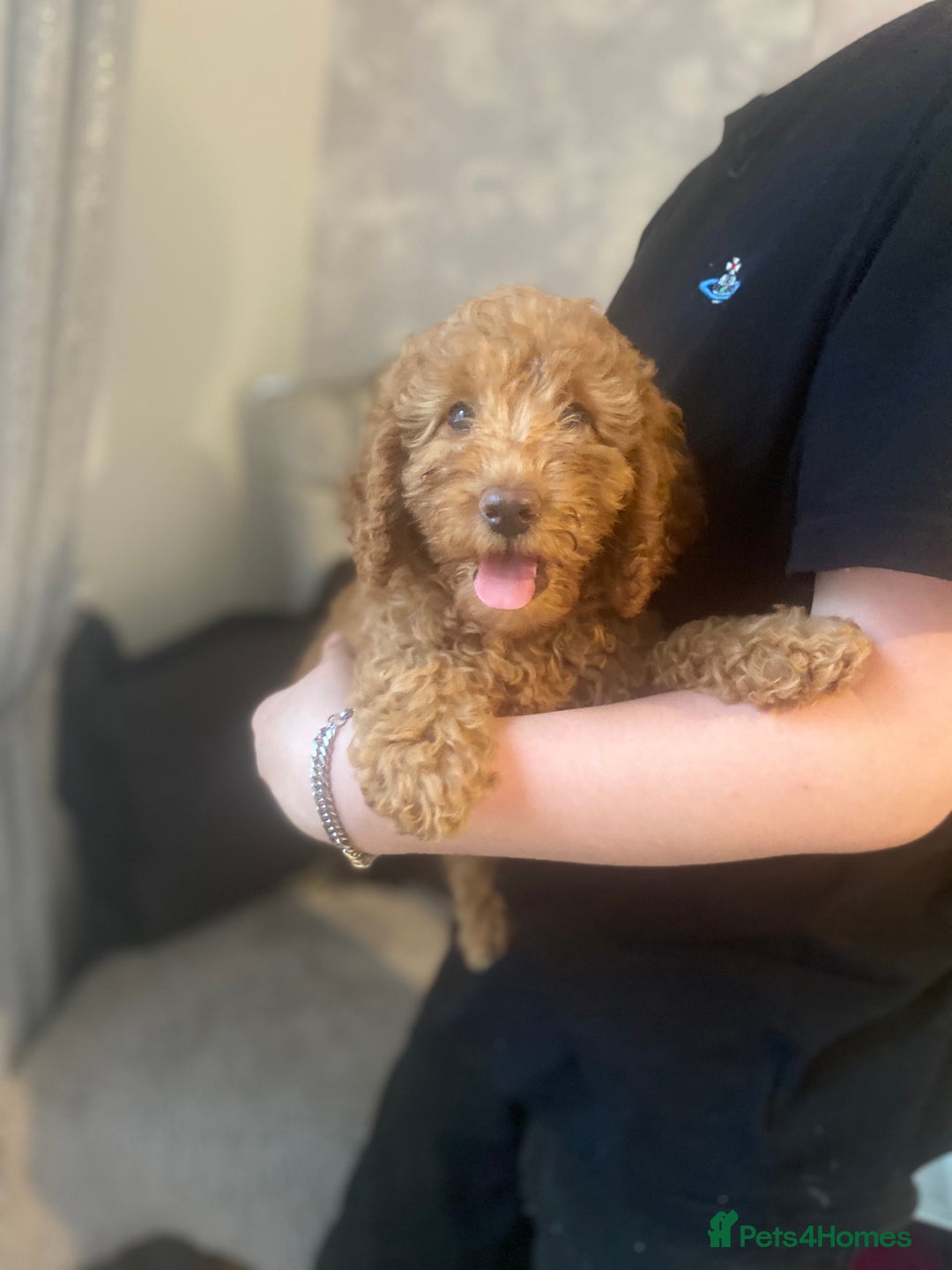 Cockapoo dogs for sale: Cockapoo  - Image 7