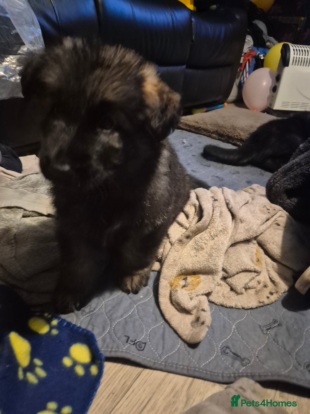 German Shepherd dogs for sale: German shepherd  - Advert 28