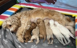 Cockapoo dogs for sale: Gorgeous F2 cockapoo puppies  - Image 12