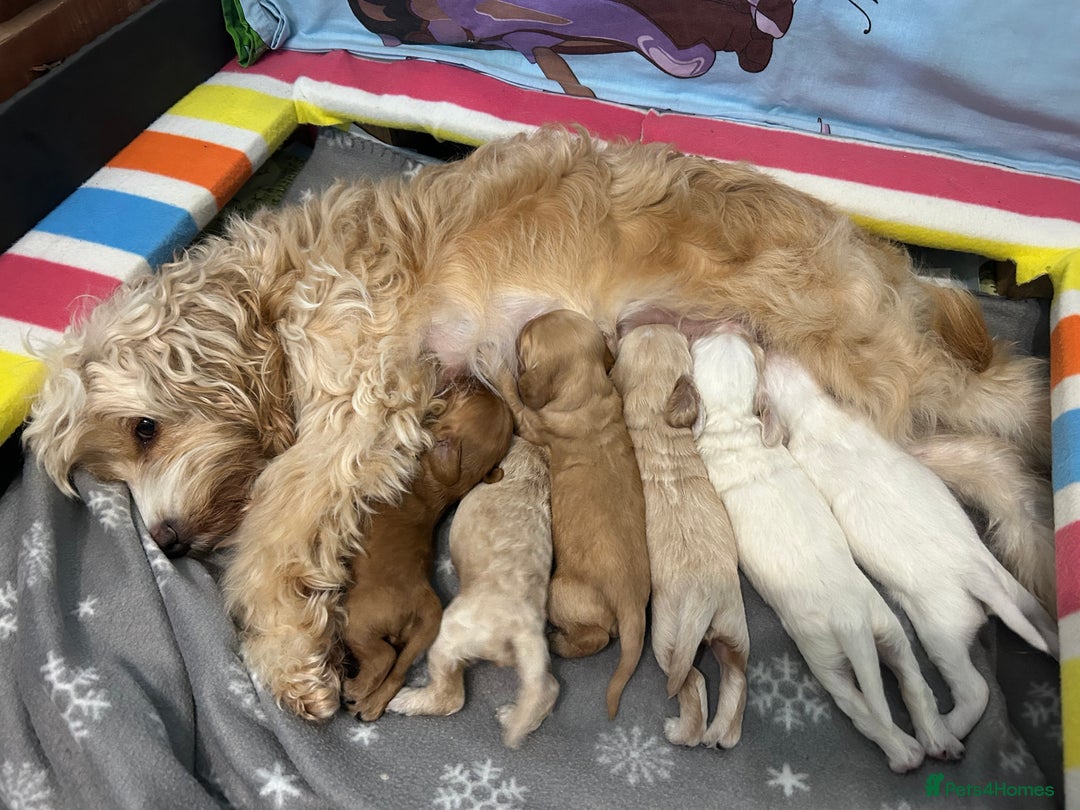 Cockapoo dogs for sale: Gorgeous F2 cockapoo puppies  - Image 12